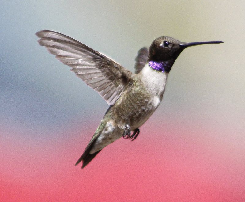 Black-chinned hummingbird, wings spread over a pink and blue blur