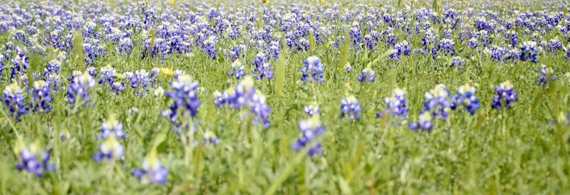 A field of bluebonnets in bloom.