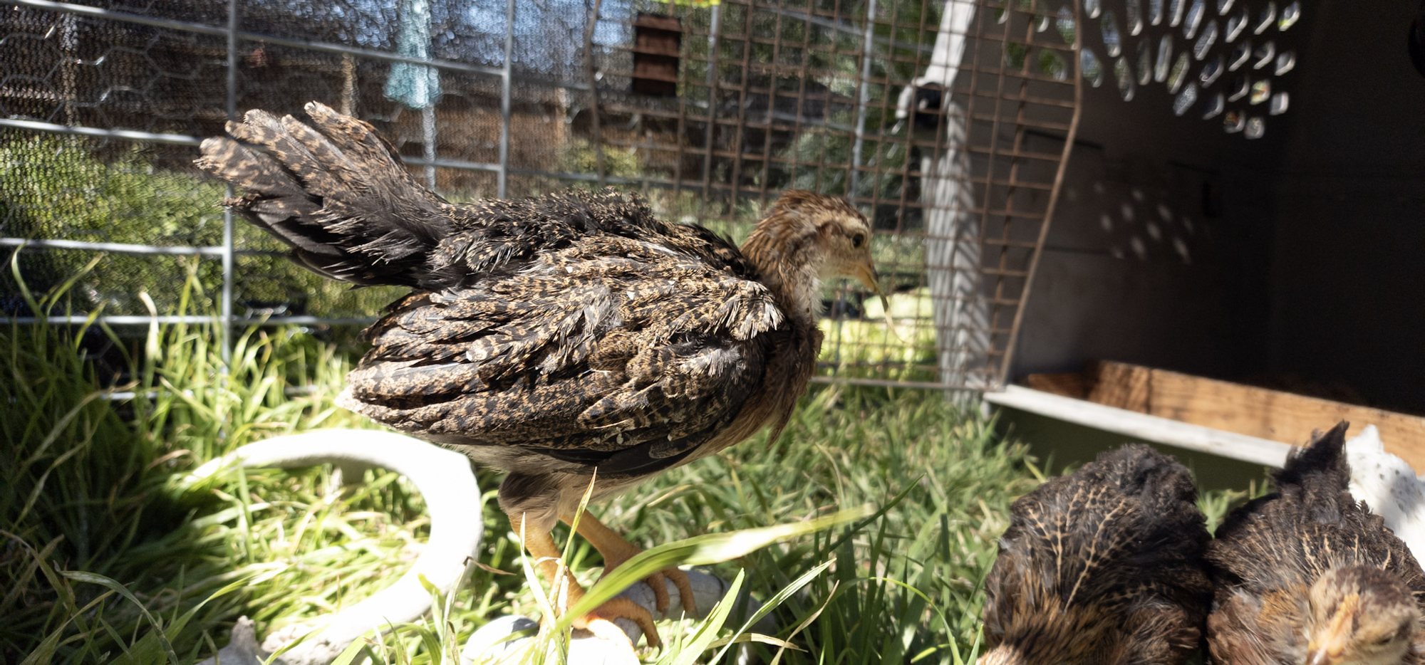 Quail at Texas Heritage Farms