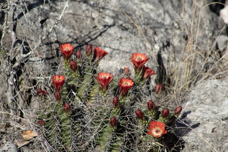 Wildflowers