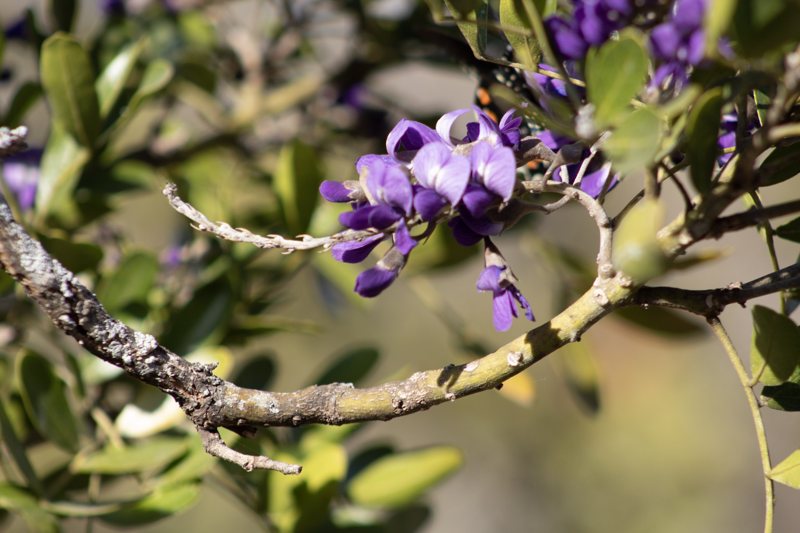 Purple Texas mountain laurel blossoms on a curving branch