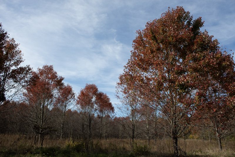 Rust-colored autumn trees under cloudy sky