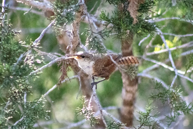Wren tucked into a juniper tangle