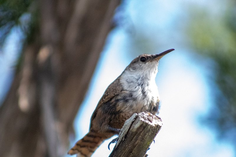 Close-up of a wren on a stump against blue sky