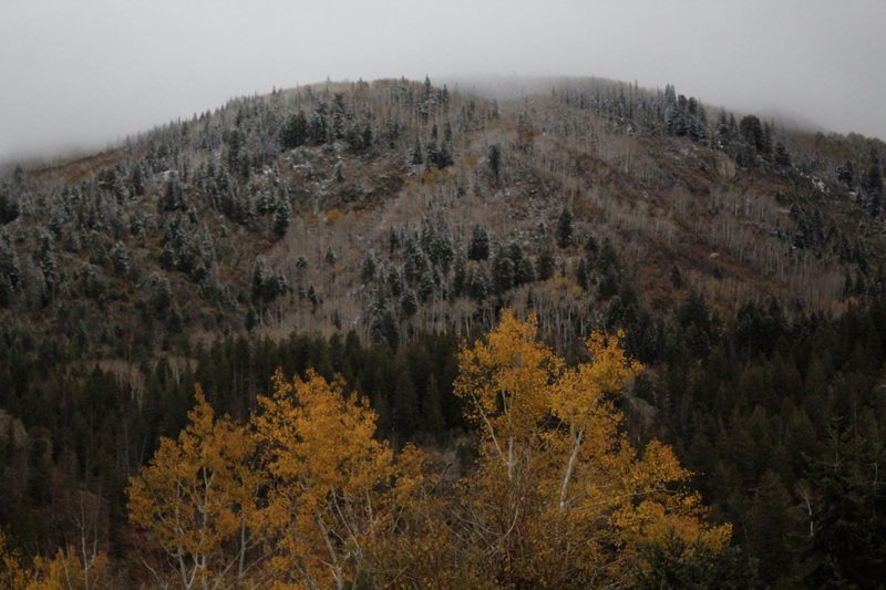 Golden autumn aspens under low cloud