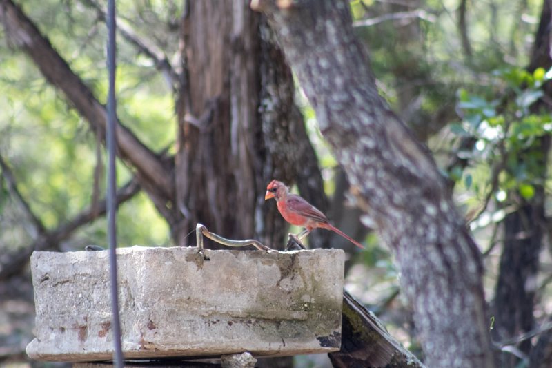 House finch perched on a feeder