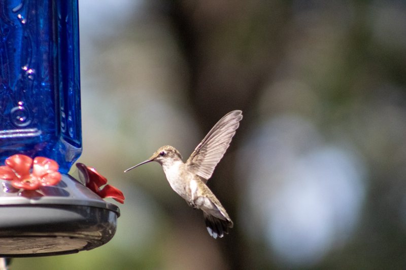 Hummingbird hovering at a blue feeder