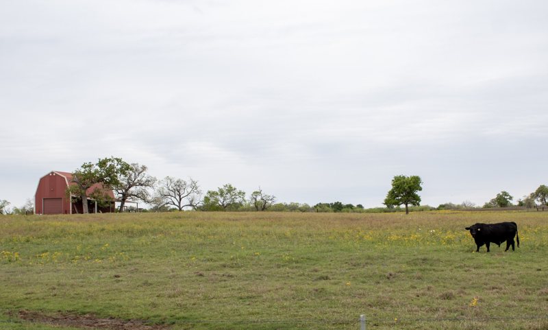 Red barn and a black cow in green pasture