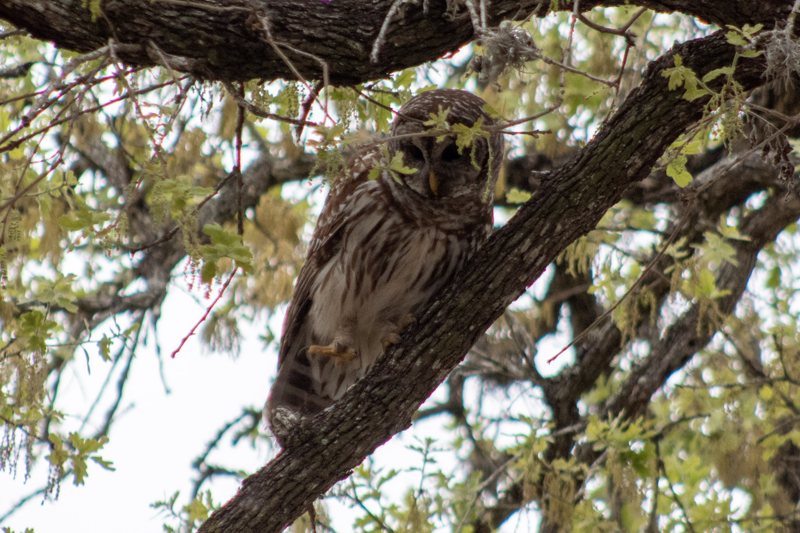 Barred owl perched in a tree