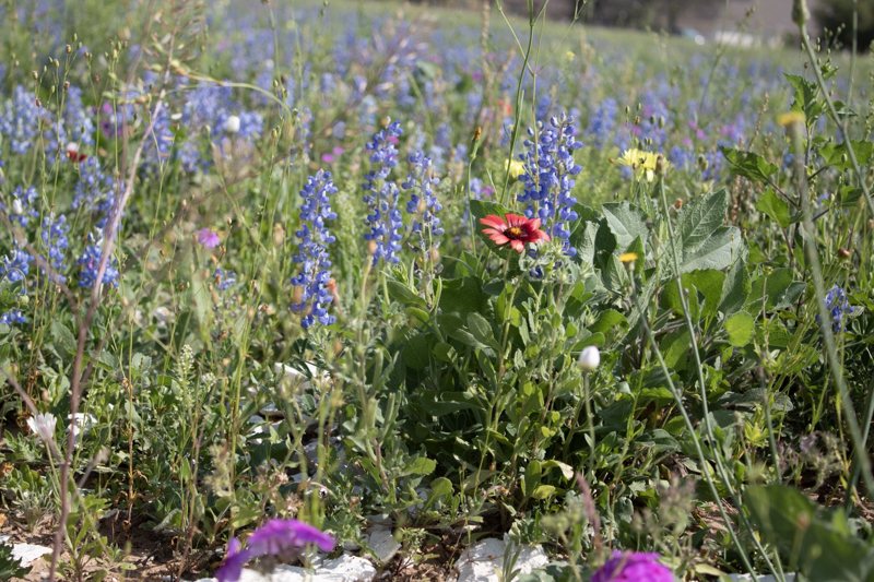 Low-angle meadow of bluebonnets and mixed wildflowers