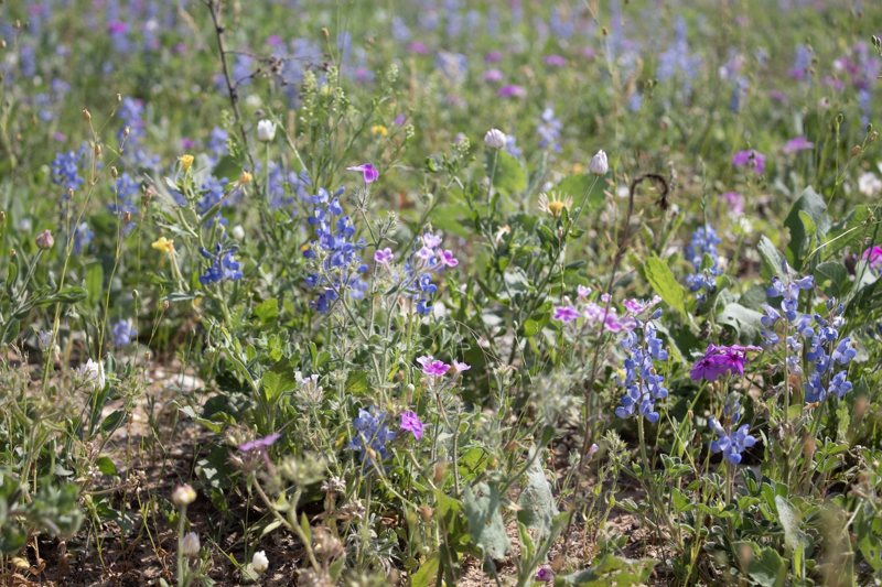 Dense patch of blue wildflowers