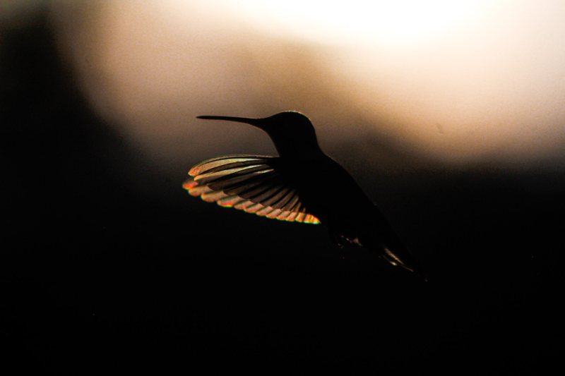 Silhouetted hummingbird with rainbow wings
