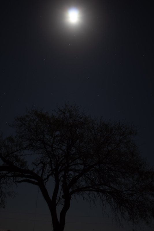 Full moon above a silhouetted bare tree