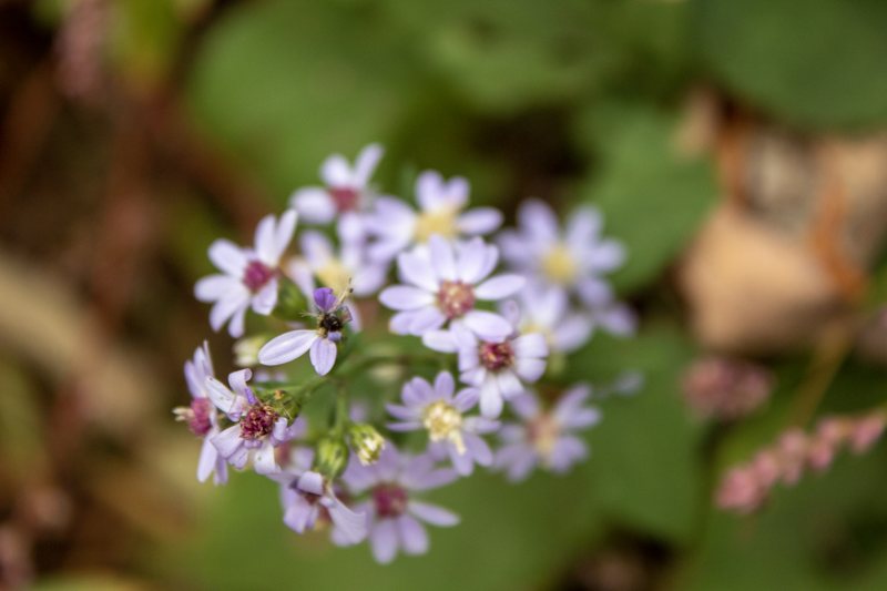 Close-up of a pale purple aster cluster