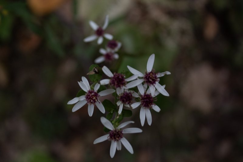 Close-up of white star-shaped flowers on dark background