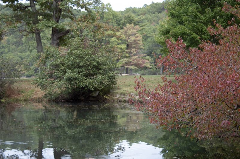 Pond reflecting trees and red autumn shrubs