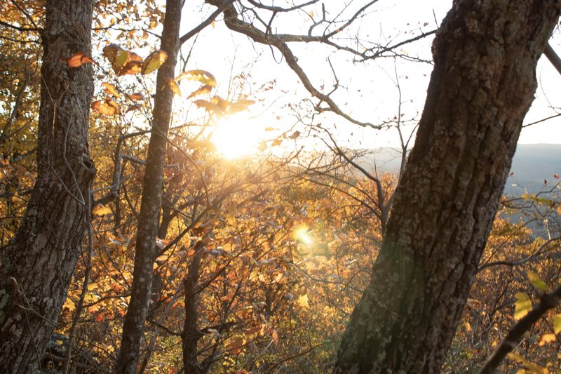 Sunburst through autumn trunks and golden leaves