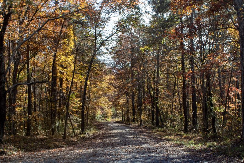 Forest lane lined with fall foliage