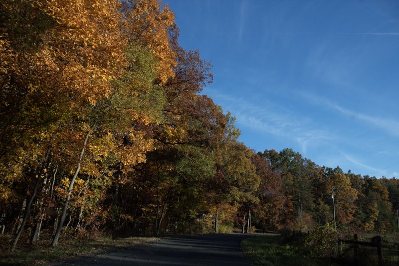 Golden fall treeline against deep blue sky