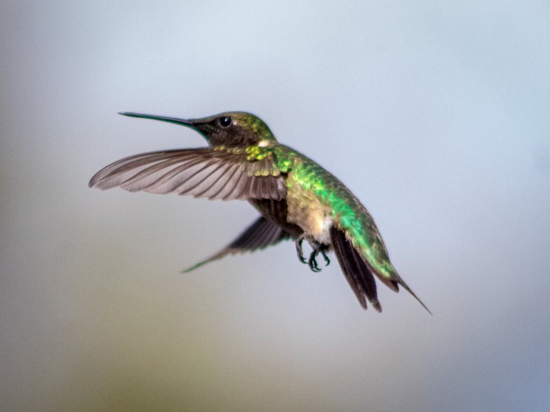 Iridescent green hummingbird in flight against a pale blue sky