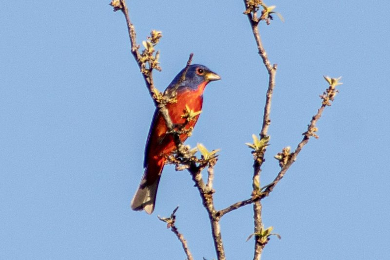 Painted bunting on budding branches against a clear blue sky