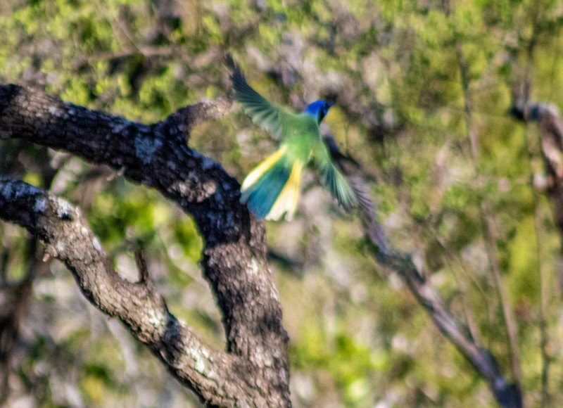 Green jay on a dark branch