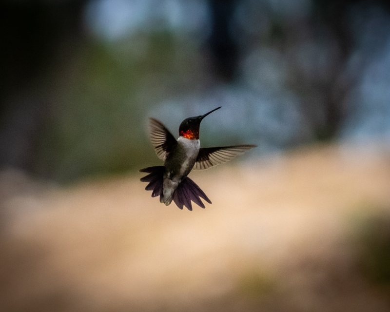 Backlit hummingbird with glowing iridescent wings on black