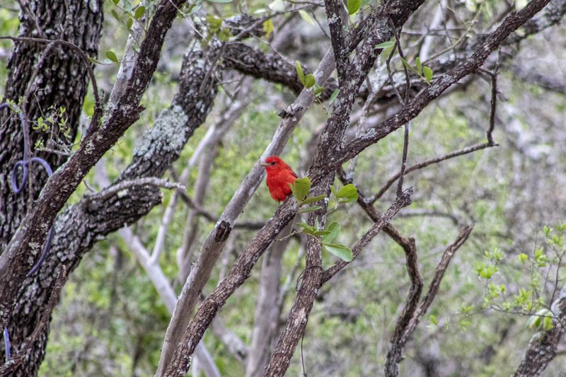 Red cardinal among bare branches